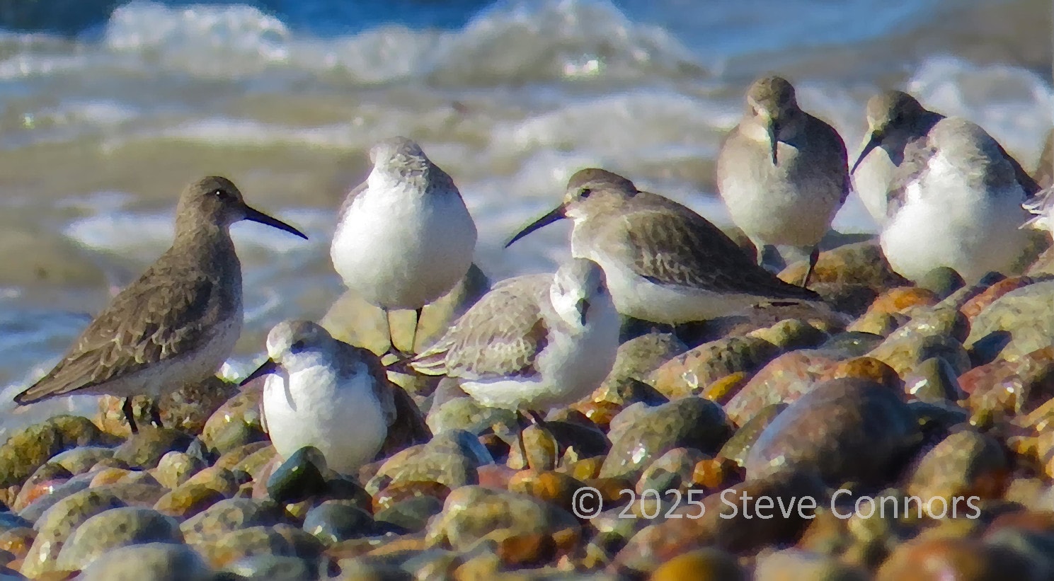 Shorebirds on the beach