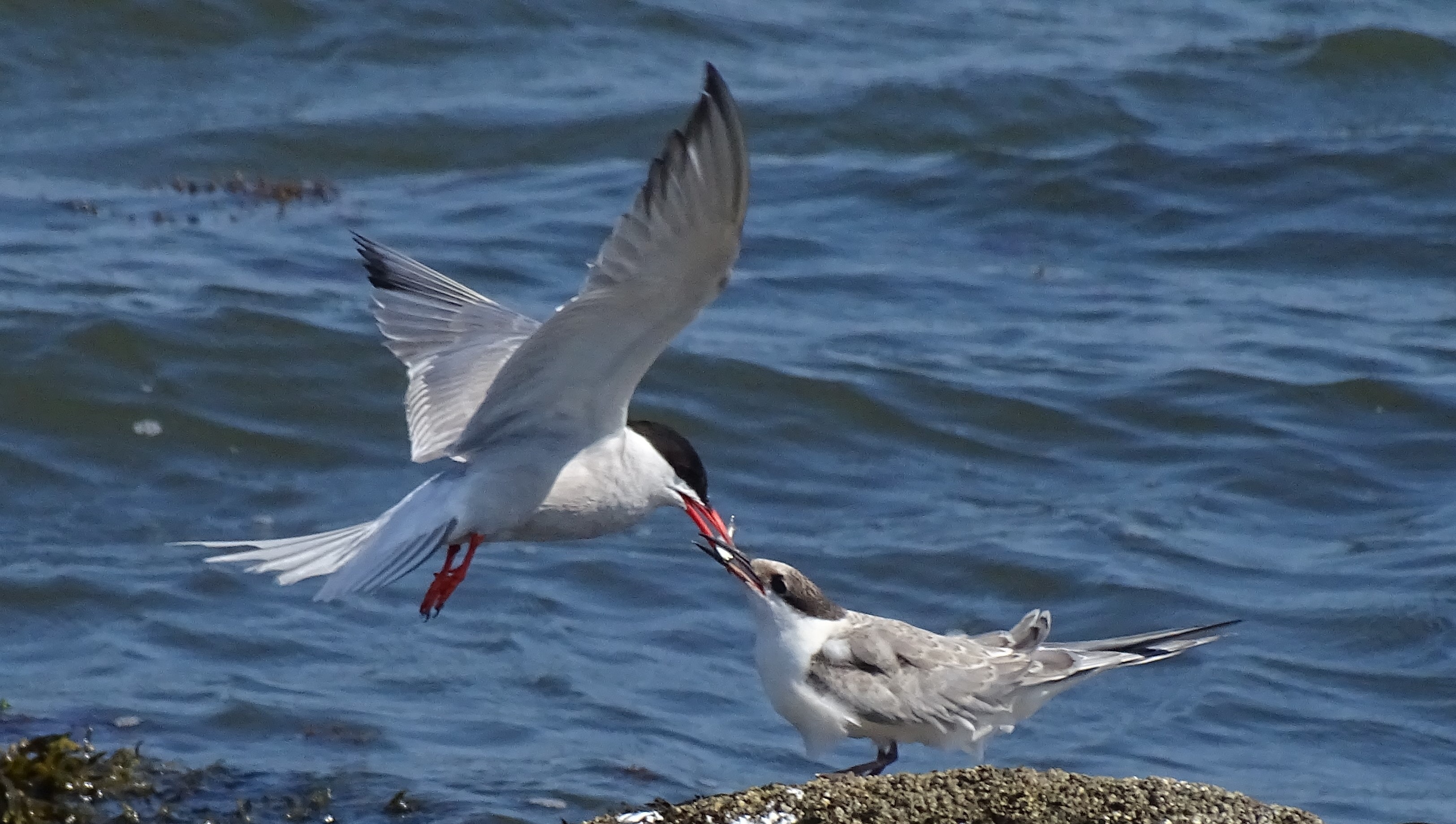 Tern feeding in flight