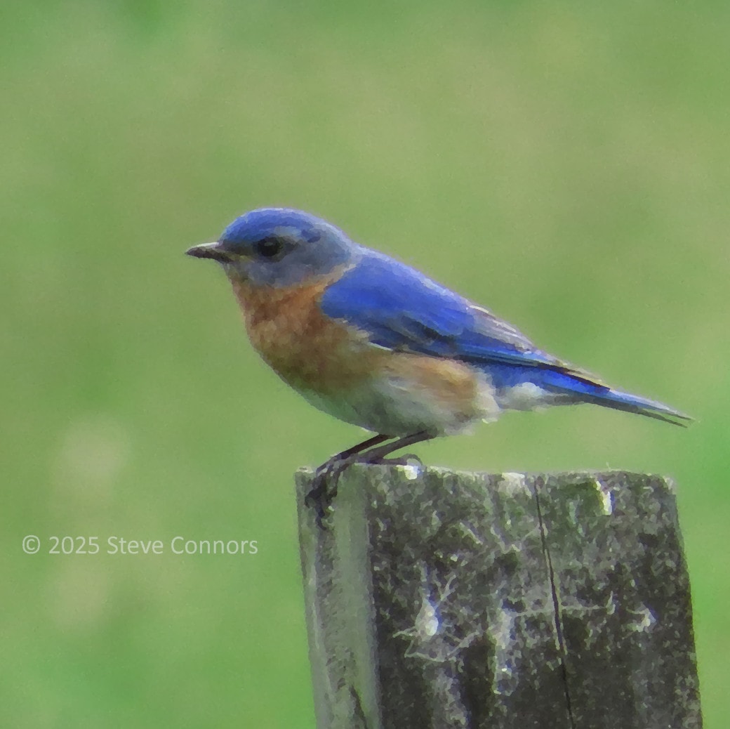 Young bluebird perched